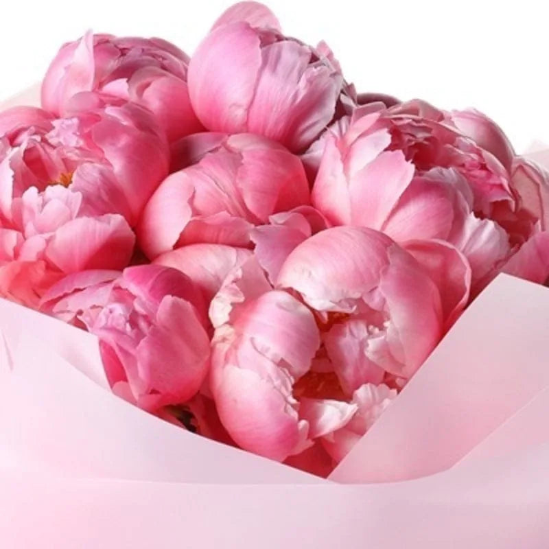 Rosa Pfingstrosenstrauß von MO BLUMEN, eng beieinanderliegende Blüten in hellrosa Geschenkpapier.